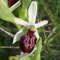 Ophrys en forme d'araignée (Ophrys arachnitiformis)