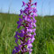 Orchis moucheron (Gymnadenia conopsea)