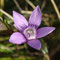 Gentiane d'Allemagne (Gentianella germanica)