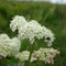 Meum athamanticum (Vosges)