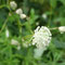 Astrantia minor (Alpes)