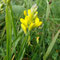 Genista sagittalis