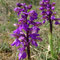 Orchis Bouffon (Anacamptis morio)