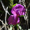 Vicia pyrenaica (subendémique)