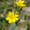 Blackstonie perfoliée (Blackstonia perfoliata)