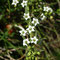 Thesium pyrenaicum (Pyrénées)