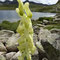 Aconitum lycoctonum subsp. neapolitanum (Pyrénées)