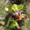 Ophrys à deux lunules (Ophrys bilunulata)