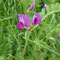 Vicia segetalis