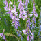 Vicia cracca