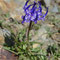 Phyteuma hemisphaericum (Pyrénées)
