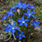 Gentiane des neiges (Gentiana nivalis)