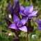 Gentiane champêtre (Gentiana campestris)