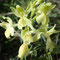 Orchis de Provence (Orchis provincialis)