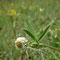 Trifolium montanum