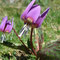 Erythronium dens-canis (Pyrénées)
