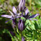 Swertie vivace (Swertia perennis)