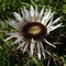 Carlina acaulis (Pyrénées)