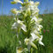 Platanthère à fleurs verdâtres (Platanthera chlorantha)