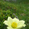 Anemone alpina subsp. apiifolia (Massif central)