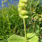 Stachys alopecurus (Pyrénées)