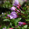 Epilobium alsinifolium (Pyrénées)