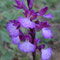 Anacamptis x gennarii (Anacamptis papilionacea x Anacamptis morio)