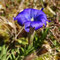 Gentiane des Pyrénées (Gentiana pyrenaica)