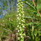 Orchis miel (Pseudorchis albida)