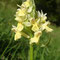Orchis sureau (Dactylorhiza sambucina)