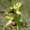 Ophrys petite araignée (Ophrys araneola)