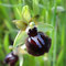 Ophrys de la Passion (Ophrys passionis)