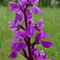 Orchis mâle (Orchis mascula)