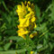 Genista tinctoria