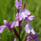 Orchis des marais (Anacamptis palustris)