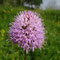 Traunsteinera globosa (Vosges)