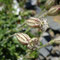Silene ciliata (subendémique)