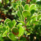 Arctostaphylos uva-ursi (Pyrénées)