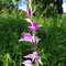 Céphalanthère rouge (Cephalanthera rubra)