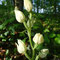 Céphalanthère pâle (Cephalanthera damasonium)