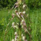 Orchis Bouc (Himantoglossum hircinum)