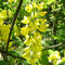Laburnum anagyroides