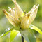 Gentiana ponctuée (Gentiana punctata)