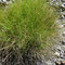 Festuca eskia (endémique)