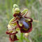Ophrys miroir (Ophrys speculum)