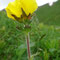 Geum montanum (Massif central)