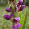 Orchis x loreziana (pallens x mascula)