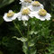 Achillea ptarmica subsp. pyrenaica (subendémique)