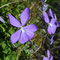Viola cornuta (subendémique)
