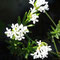 Asperula hirta (endémique)